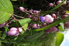 Strobilanthes heyneanus